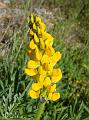 Tremoçeira Brava-Lupinus luteus amarela1